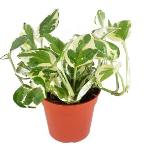 Pothos N'Joy Live Plant – 4 Inch Potted Houseplant – Indoor Greenery - Image 1