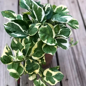 Pothos Njoy Live Plant 4