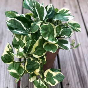 Pothos Njoy Live Plant 4