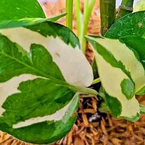 Pothos Pearls and Jade Seeds - 10 Seeds - Variegated Devil's Ivy Indoor House Plant - Image 3