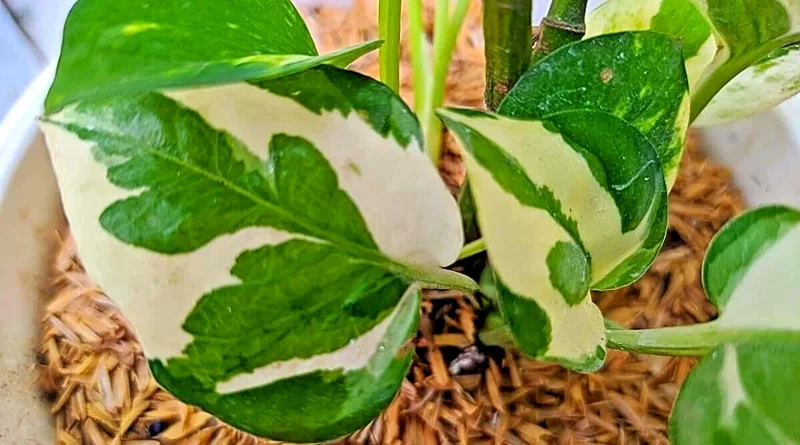 Pothos Pearls and Jade Seeds - 10 Seeds - Variegated Devil's Ivy Indoor House Plant - Image 3