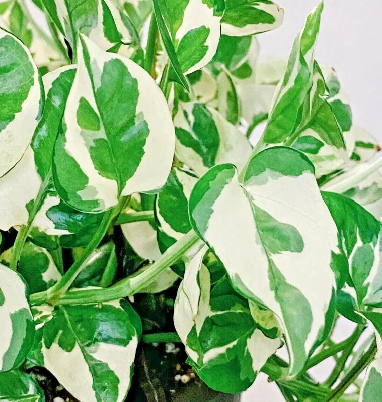 Pothos Pearls and Jade Seeds - 10 Seeds - Variegated Devil's Ivy Indoor House Plant - Image 1