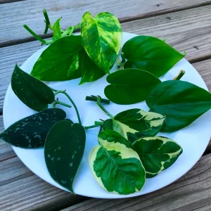 Pothos & Philodendron Cuttings Mix - 12 Unrooted Single Node Live Plant Cuttings - Image 2