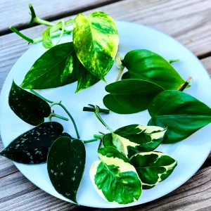 Pothos & Philodendron Cuttings Mix - 12 Unrooted Single Node Cuttings Set for Indoor Plants - Image 1