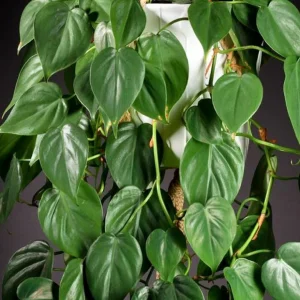 Pothos & Philodendron Cuttings Mix - 12 Unrooted Single Node Live Plant Cuttings - Image 5
