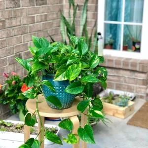 Pothos & Philodendron Cuttings Mix - 12 Unrooted Single Node Cuttings Set for Indoor Plants - Image 6