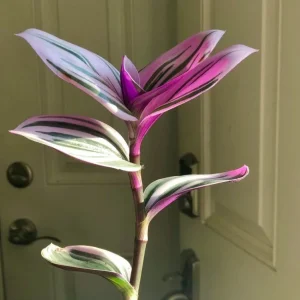 Pothos & Philodendron Cuttings Mix - Unrooted Live Plant, Pick Your Own - Image 10