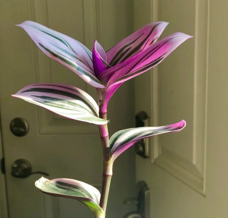 Pothos & Philodendron Cuttings Mix - Unrooted Live Plant, Pick Your Own - Image 10