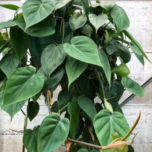 Pothos & Philodendron Cuttings Mix - Unrooted Live Plant, Pick Your Own - Image 1