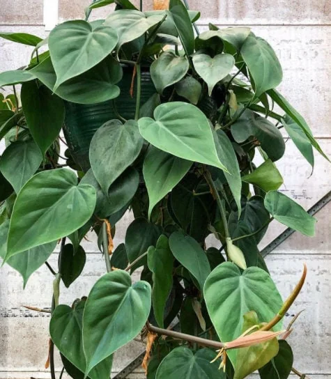 Pothos & Philodendron Cuttings Mix - Unrooted Live Plant, Pick Your Own - Image 1