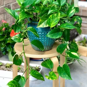 Pothos & Philodendron Cuttings Mix - Unrooted Live Plants, Marble, Njoy, Neon - Image 2