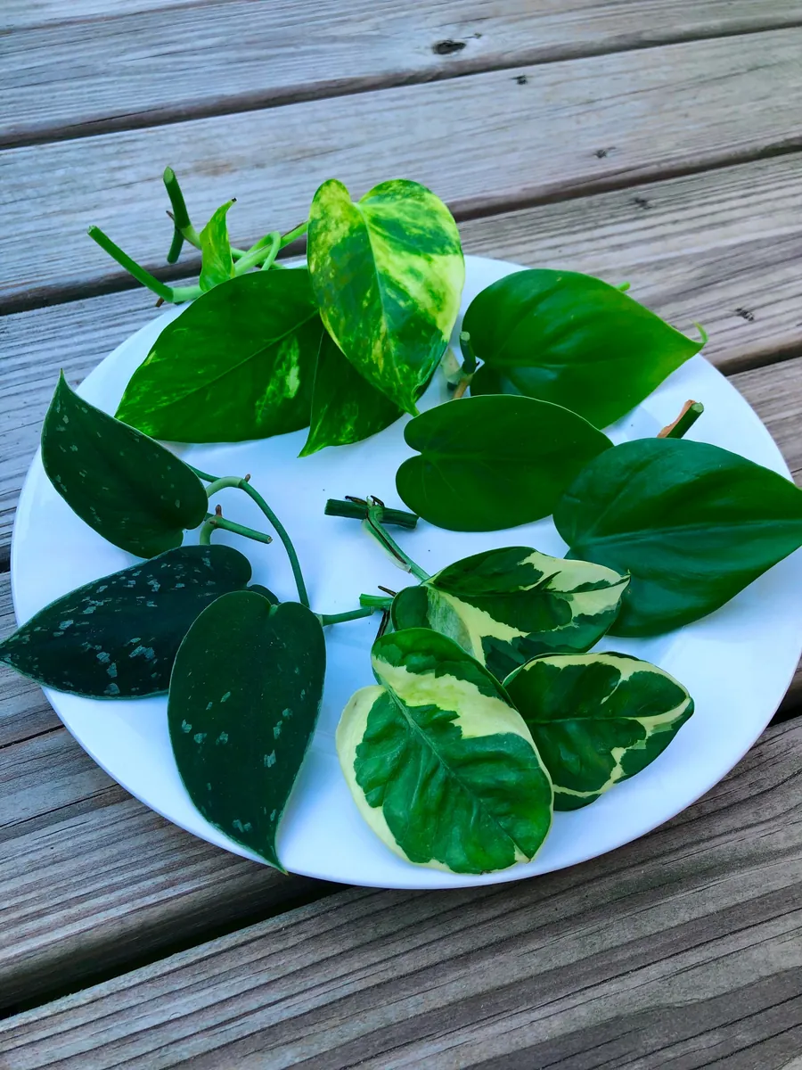 Pothos & Philodendron Cuttings Mix - Unrooted Live Plant, Pick Your Own - Image 3
