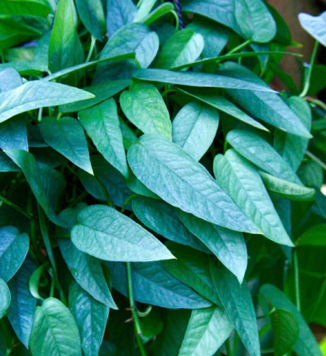 Pothos & Philodendron Cuttings Mix - Unrooted Live Plant, Pick Your Own - Image 4