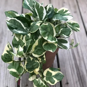 Pothos & Philodendron Cuttings Mix - Unrooted Live Plant, Pick Your Own - Image 6