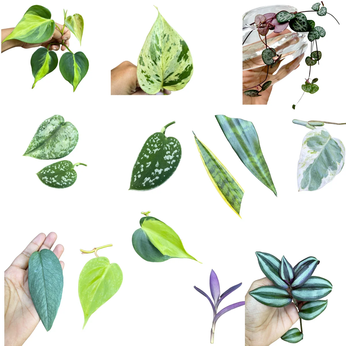Pothos & Philodendron Cuttings Mix - Unrooted Live Plant, Pick Your Own - Image 7