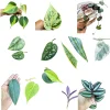 Pothos & Philodendron Cuttings Mix - Unrooted Single Node Live Plant - Image 1