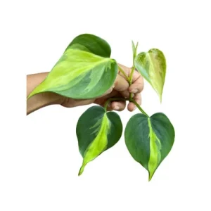 Pothos & Philodendron Cuttings Mix - Unrooted Single Node Live Plant - Image 2