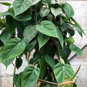 Pothos & Philodendron Cuttings Mix - Unrooted Single Node Live Plant - Image 5