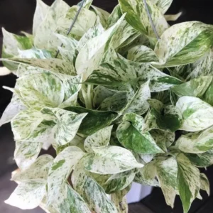 Pothos & Philodendron Cuttings Mix - Unrooted Single Node Live Plant - Image 8