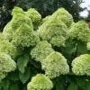 Powerball Panicle Hydrangea Live Plant – Hydrangea paniculata – 4" Pot – Outdoor Shrub - Image 1