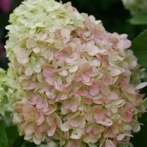 Powerball Panicle Hydrangea Live Plant – Hydrangea paniculata – 4