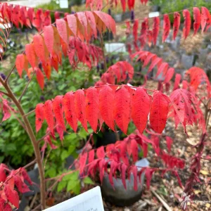 Prairie Flameleaf Sumac Tree - 2 Bare-root Plants - Rhus lanceolata - Image 3