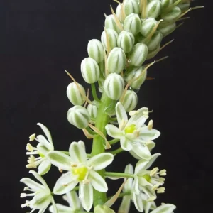 Pregnant Onion (Ornithogalum caudatum) Succulent Seeds - 15 Count - Image 2