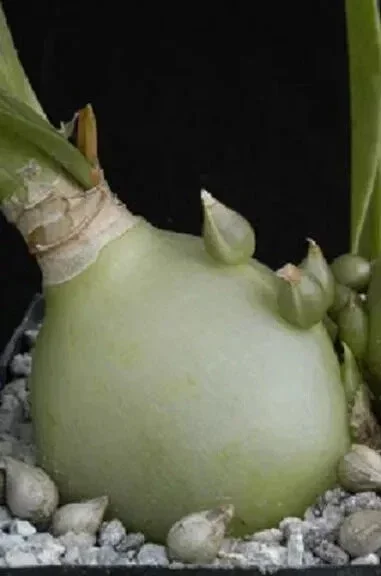 Pregnant Onion (Ornithogalum caudatum) Succulent Seeds - 15 Count - Image 4