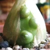 Pregnant Onion (Ornithogalum caudatum) Succulent Seeds - 15 Count - Image 1
