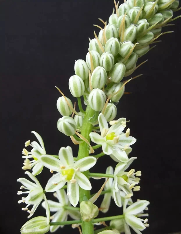 Pregnant Onion Seeds - Ornithogalum Caudatum Succulent - 15 Seeds Indoor/Outdoor - Image 2