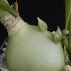 Pregnant Onion Seeds - Ornithogalum Caudatum Succulent - 15 Seeds Indoor/Outdoor - Image 4