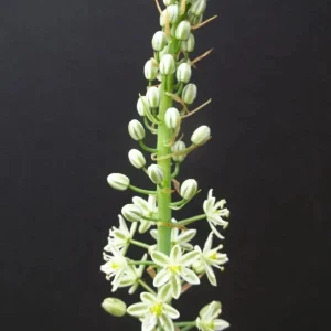 Pregnant Onion Seeds - Ornithogalum Caudatum Succulent - 15 Seeds Indoor/Outdoor - Image 5