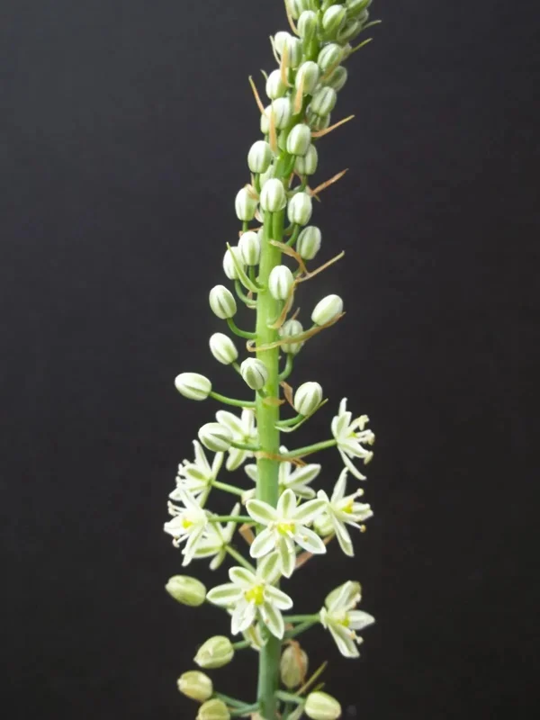Pregnant Onion Seeds - Ornithogalum Caudatum Succulent - 15 Seeds Indoor/Outdoor - Image 5