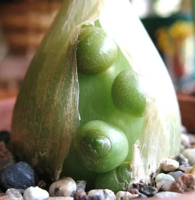 Pregnant Onion Seeds - Ornithogalum Caudatum Succulent - 15 Seeds Indoor/Outdoor - Image 1