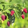 Prelude Raspberry Plants Bare Root Cane – 1-Year-Old, Early Red Variety, Dual Season Yields – Live Plant - Image 1
