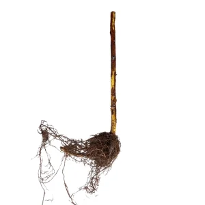 Prelude Raspberry Plants Bare Root Cane – 1-Year-Old, Early Red Variety, Dual Season Yields – Live Plant - Image 2