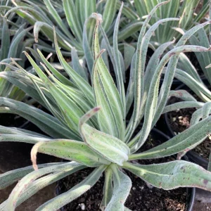 Pride of Madeira Live Plant - Echium candicans Starter, 4-6