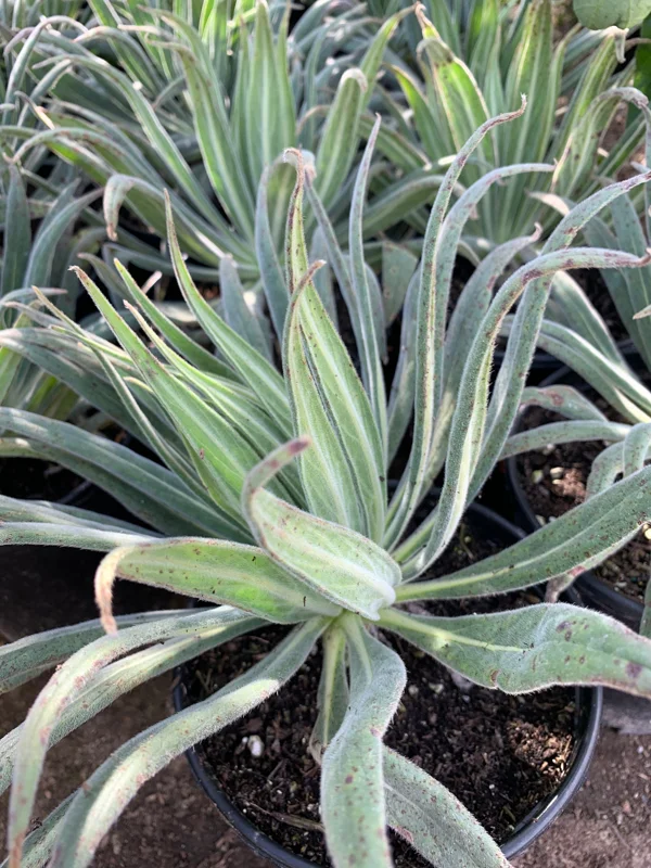 Pride of Madeira Live Plant - Echium candicans Starter, 4-6" Tall in 6" Pot, Outdoor Shrub - Image 3