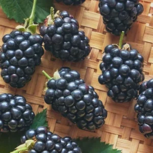 Prime Ark Horizon Blackberry Starter Plug - Everbearing Live Plant - Image 2