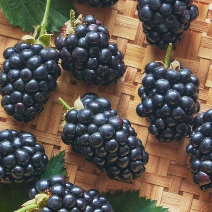 Prime Ark Horizon Blackberry Starter Plug - Everbearing Live Plant - Image 2