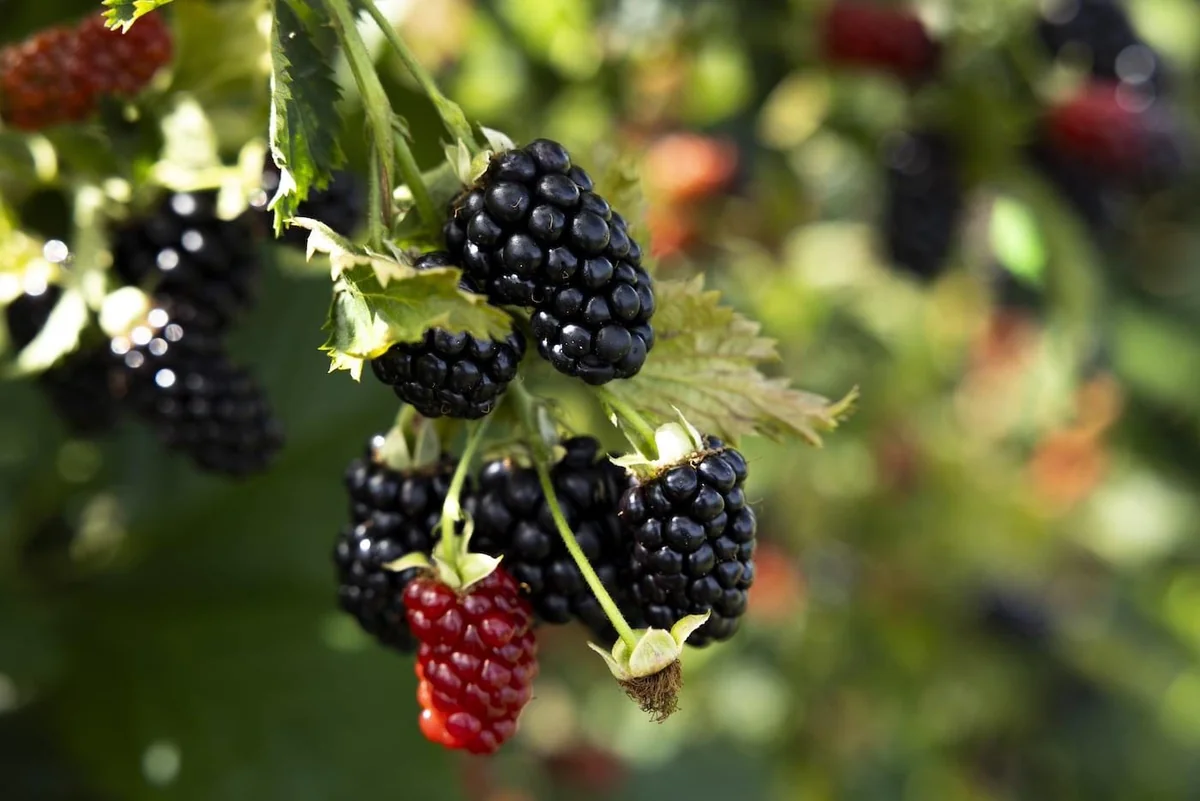 Prime Ark Horizon Blackberry Starter Plug - Everbearing Live Plant - Image 1