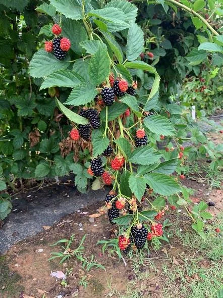 Prime Ark Traveler Blackberry Live Plant - Thornless, Sweet Berries, Dual Crop - Image 3