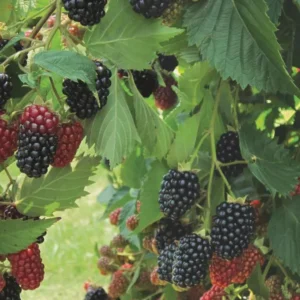 Prime Ark Traveler Blackberry Live Plant - Thornless, Sweet Berries, Dual Crop - Image 1