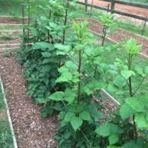 Prime Ark Traveler Blackberry Live Plant - Thornless, Sweet Berries, Dual Crop - Image 4