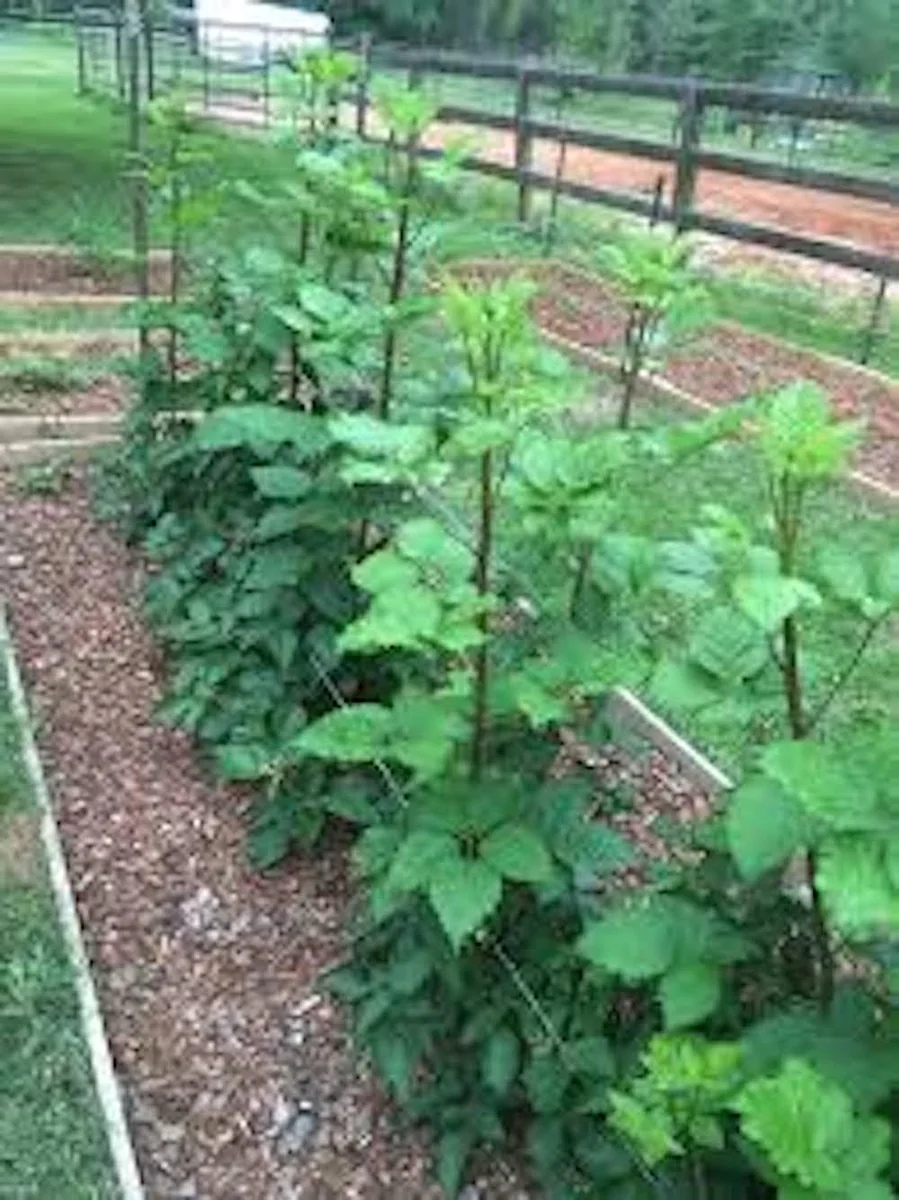 Prime Ark Traveler Blackberry Live Plant - Thornless, Sweet Berries, Dual Crop - Image 4