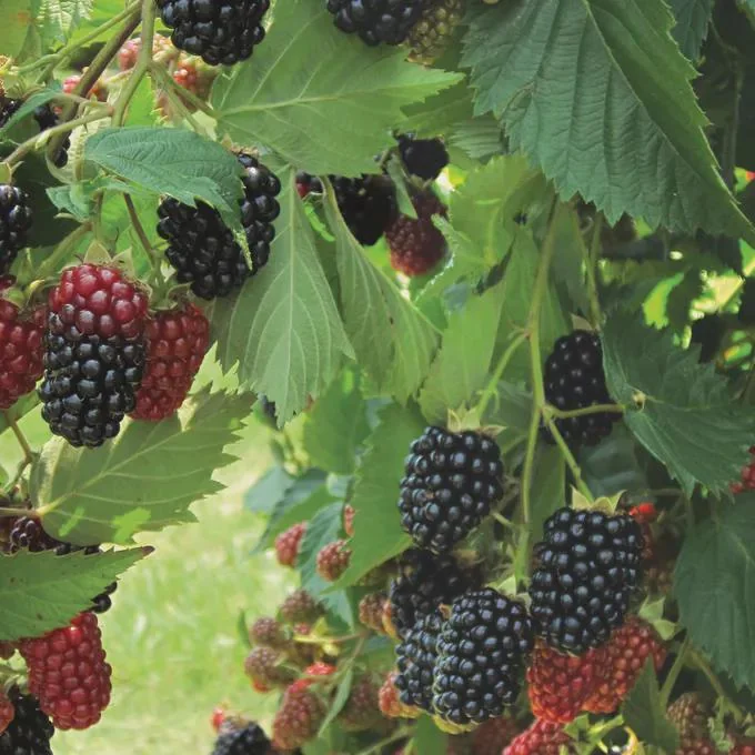 Prime Ark Traveler Blackberry Live Plant - Thornless, Sweet Berries, Dual Crop - Image 1