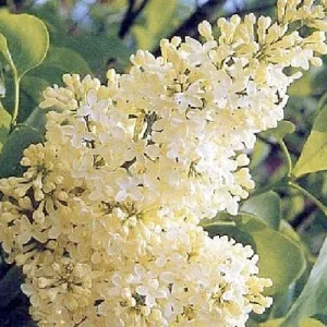 Primrose French Lilac - Yellow Syringa Live Plant - 4