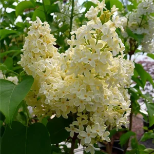 Primrose French Lilac - Yellow Syringa Live Plant - 4