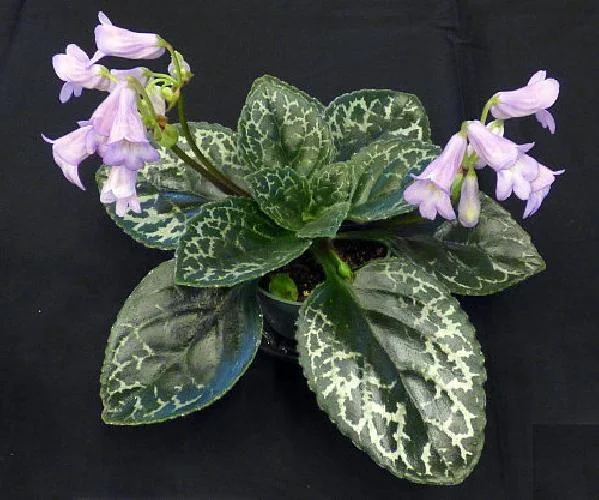 Primulina 'Naine Argente' Asian Violet Live Plant – 2.5 inch Pot – Indoor Houseplant - Image 2