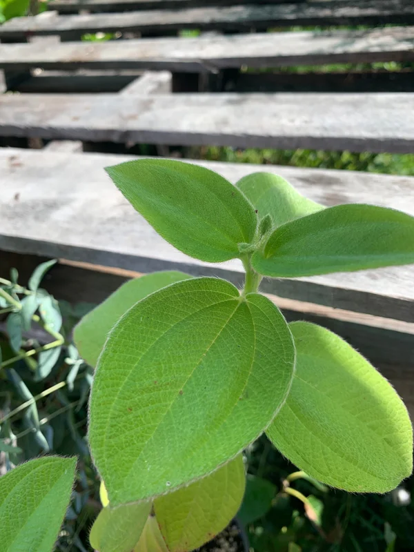 Princess Flower Live Plant - Exotic Deep-Purple Blooms, 1 ft Tall in 4" Pot - Image 2